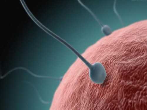 卵巢早衰患者试管助孕指南与成功率分析